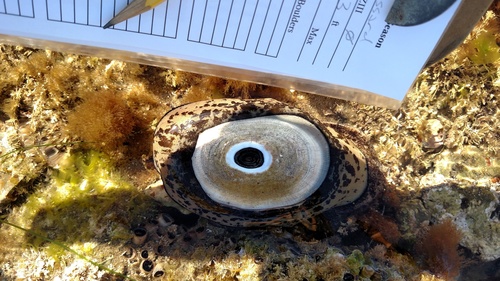 Megathura crenulata