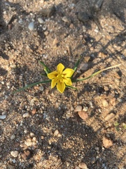 Moraea nana