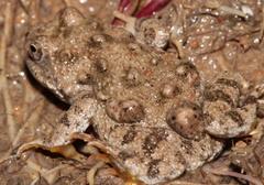 Cacosternum capense