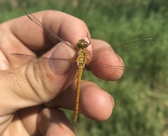 Sympetrum meridionale