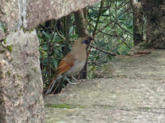 Pterorhinus berthemyi