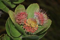 Leucospermum winteri