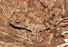 Cacosternum capense