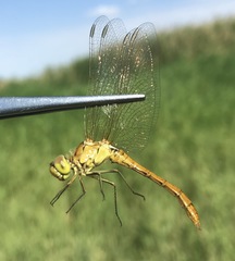 Sympetrum meridionale