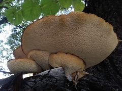 Cerioporus squamosus