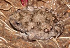 Cacosternum capense
