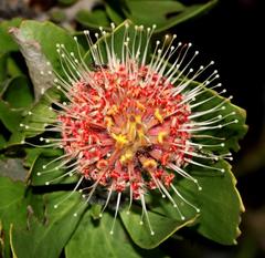 Leucospermum winteri