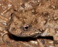 Cacosternum capense