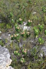 Leucospermum winteri