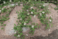 Lantana scabiosiflora