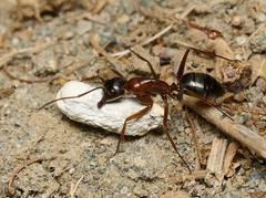 Camponotus dumetorum