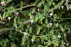 Asparagus declinatus