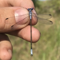Lestes macrostigma