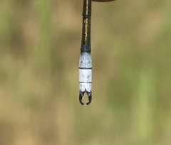 Lestes macrostigma