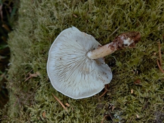 Ossicaulis lignatilis