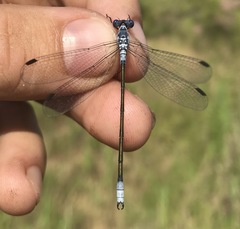 Lestes macrostigma
