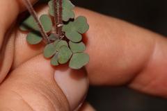 Oxalis punctata