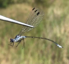 Lestes macrostigma