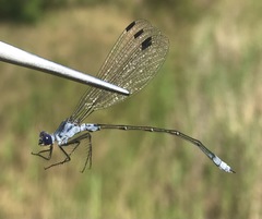 Lestes macrostigma