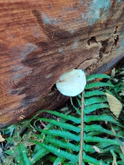 Ossicaulis lignatilis