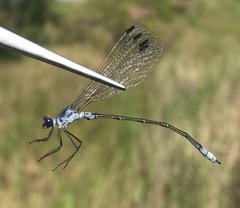 Lestes macrostigma