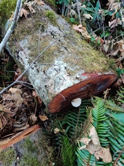 Ossicaulis lignatilis