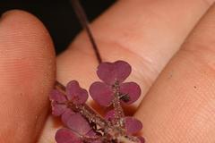Oxalis punctata