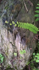 Adiantum edgeworthii