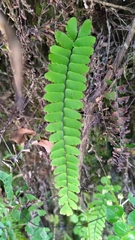 Adiantum edgeworthii