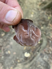 Auricularia