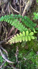 Adiantum edgeworthii