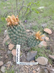 Coryphantha octacantha