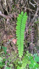 Adiantum edgeworthii
