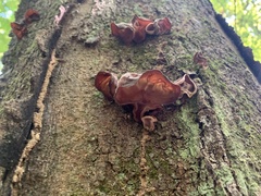Auricularia