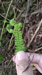 Adiantum edgeworthii