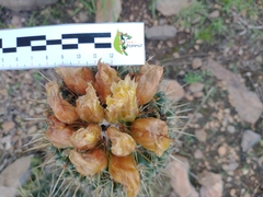 Coryphantha octacantha