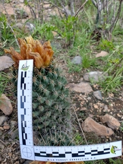 Coryphantha octacantha