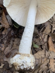 Amanita