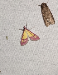 Choristostigma