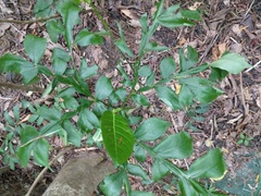 Amorphophallus hirtus