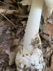 Amanita