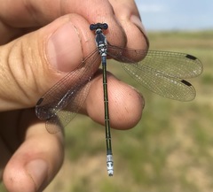 Lestes macrostigma