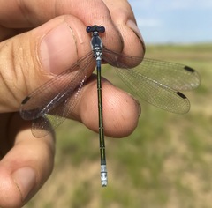 Lestes macrostigma
