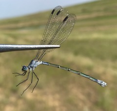Lestes macrostigma
