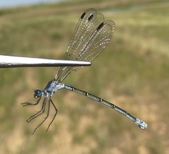 Lestes macrostigma