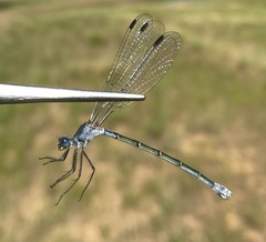 Lestes macrostigma