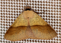 Ophyx ochroptera