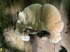 Trametes betulina