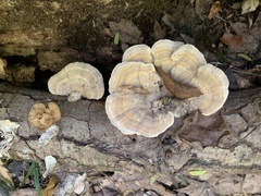 Trametes betulina