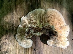 Trametes betulina